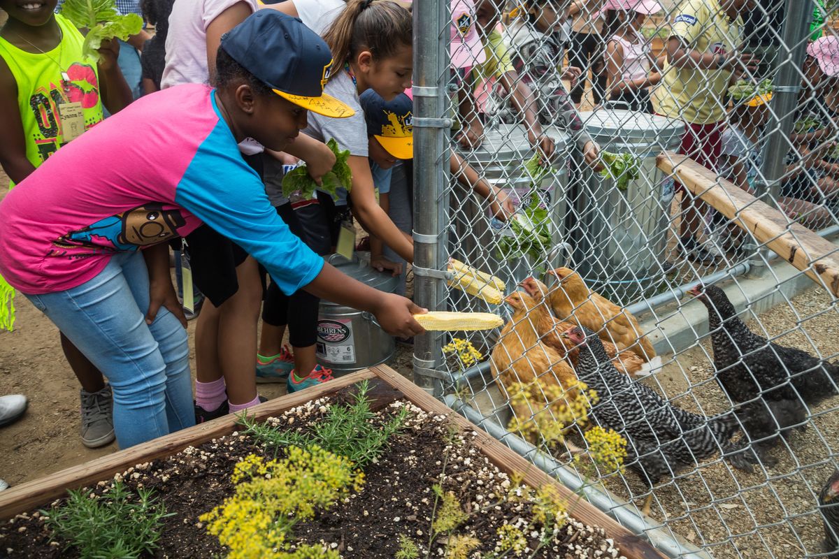 Students from 186th Street Elementary School visit the chicken coop at StubHub Center