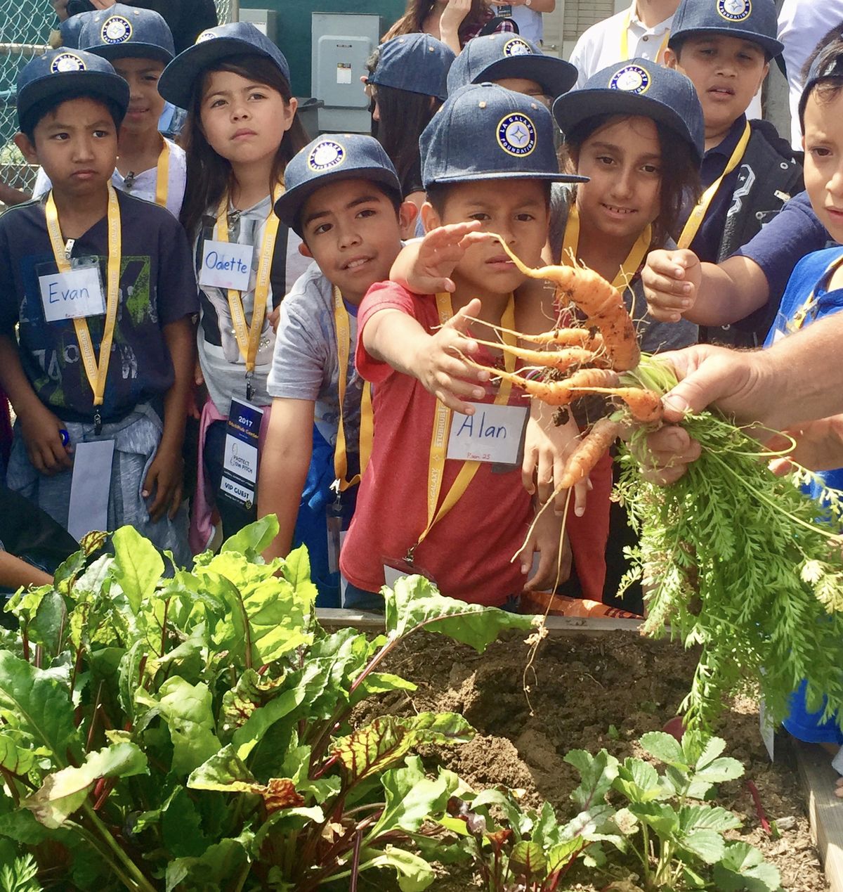 Students from Catskill Avenue Elementary explore StubHub Center’s greenhouse and examine a newly uprooted carrot on April 17, 2017. StubHub Center's greenhouse produces numerous types of vegetables to provide food for tenants at the stadium.