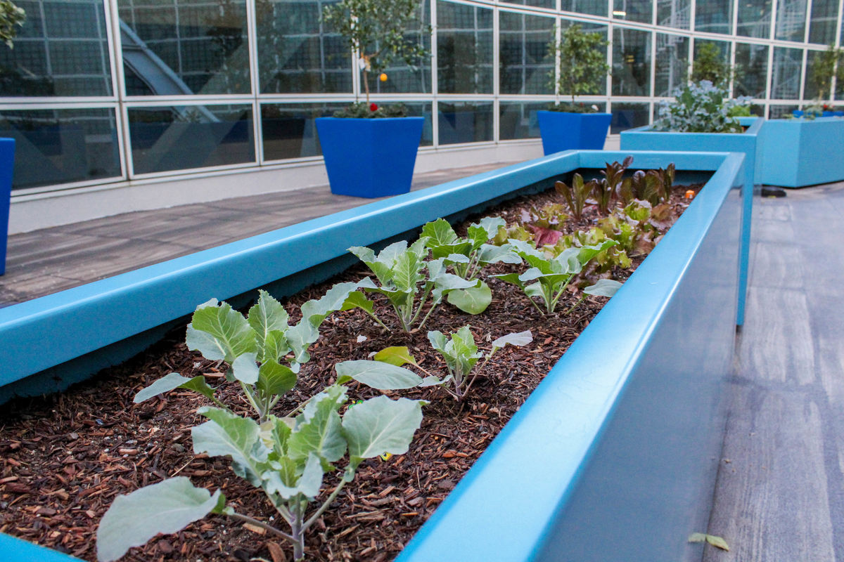 Vegetables planted in a row fill the planters at the rooftop garden of the Los Angeles Convention Center in downtown Los Angeles.