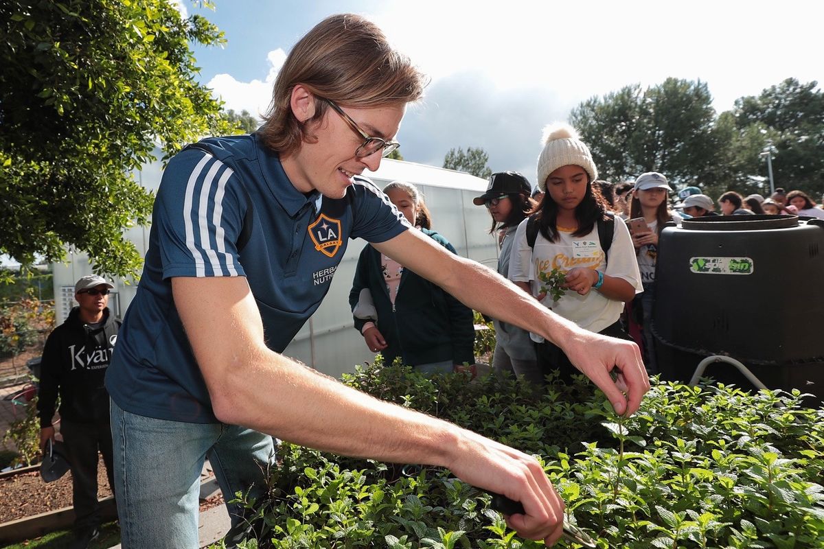 An LA Galaxy employee harvest mint from the garden at Dignity Health Sports Park for a class of students visiting the arena.