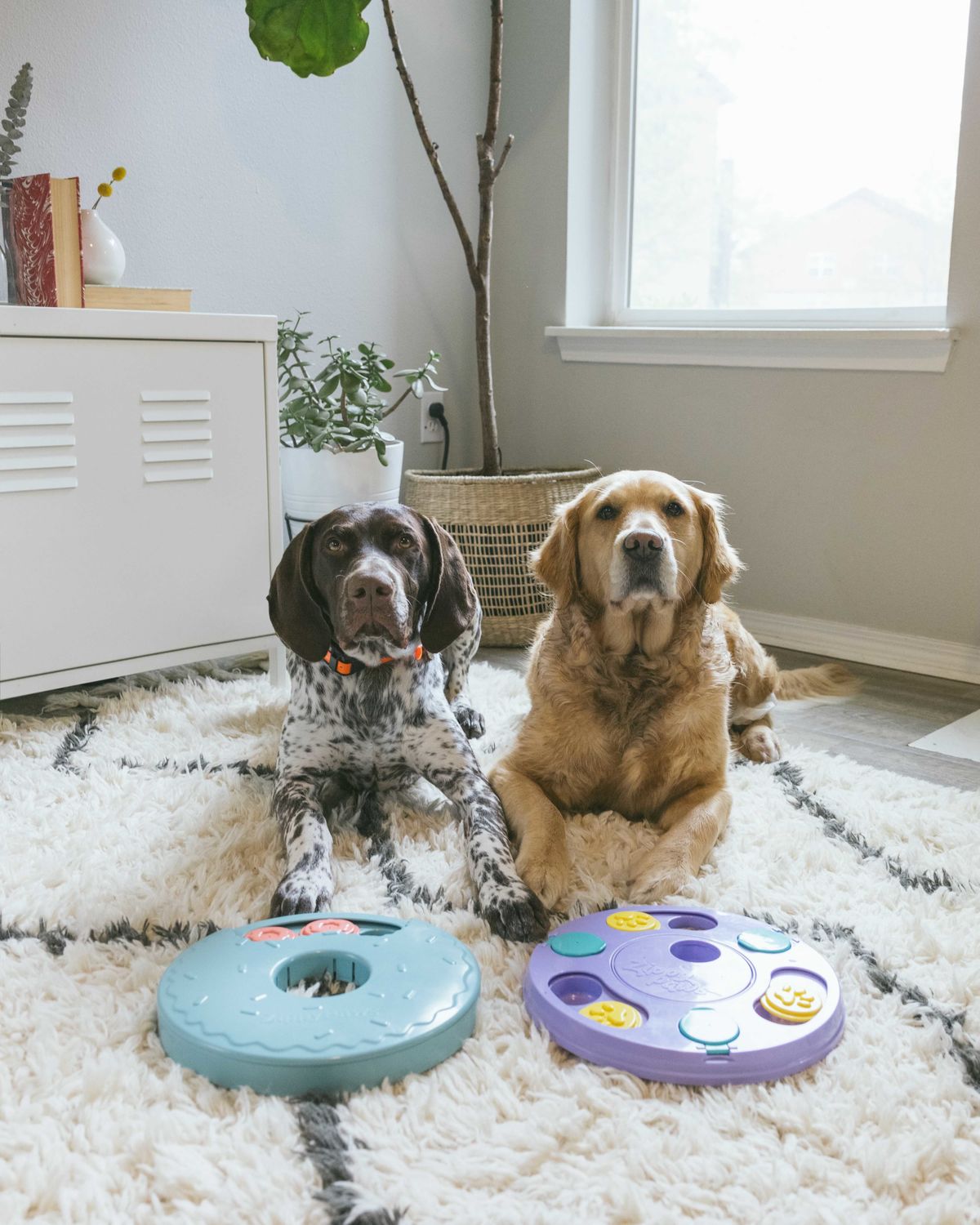 Photo of two dogs with toys