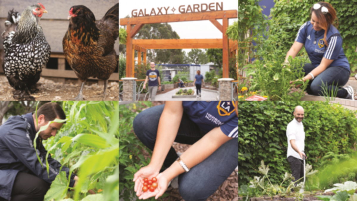 Dignity Health Sports Park, the world’s most sustainable soccer facility, maintains an onsite garden, bee hives, chickens and a greenhouse that regularly provide food for staff and LA Galaxy player meals